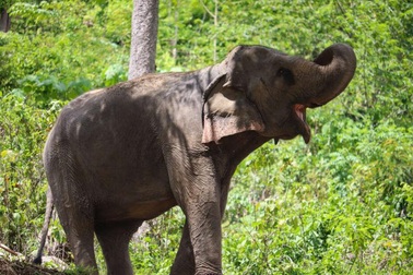 Voi có thể bắt chước “ngáp” như con người