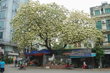 Choáng ngợp cây bún 300 tuổi "báu vật độc nhất vô nhị" ở Hà Nội