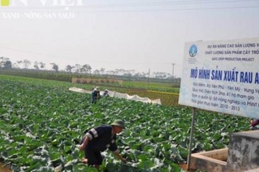 Làm rau “4 đúng” thu nhập 290 triệu/ha