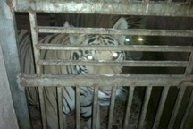 Ai bảo kê cho cả làng nuôi hổ trái phép?