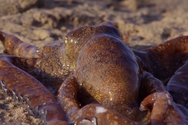 Loài bạch tuộc đặc biệt bậc nhất: Bò lên cả trên mặt đất để săn mồi!