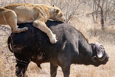 "Nghẹt thở" trước cảnh sư tử tấn công trâu rừng
