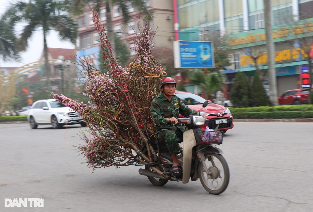 Nghệ An: Vắng bóng khách mua, người bán đào treo biển xả lỗ - 5