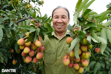 Thủ phủ vải sớm Tân Yên được mùa, người dân phấn khởi thu hoạch