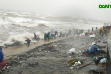 Hàng trăm người dân đổ ra biển vớt sò mai sau bão