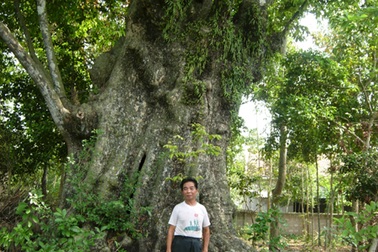 5 cây thị 700 năm tuổi được công nhận Cây Di sản