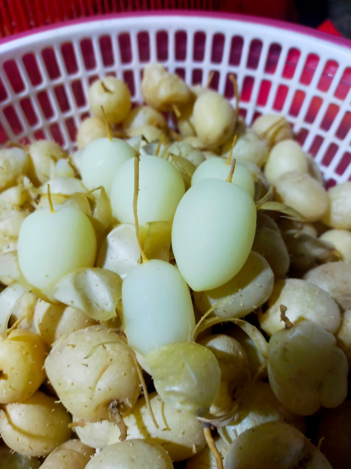 Thu hoạch củ lùn, giống cây gắn bó với cuộc sống người dân miền Tây - 4 Thu hoạch củ lùn, giống cây gắn bó với cuộc sống người dân miền Tây - 4