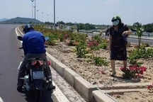 Hàng nghìn gốc hoa giấy trên quốc lộ 4.400 tỷ bị nhổ trộm