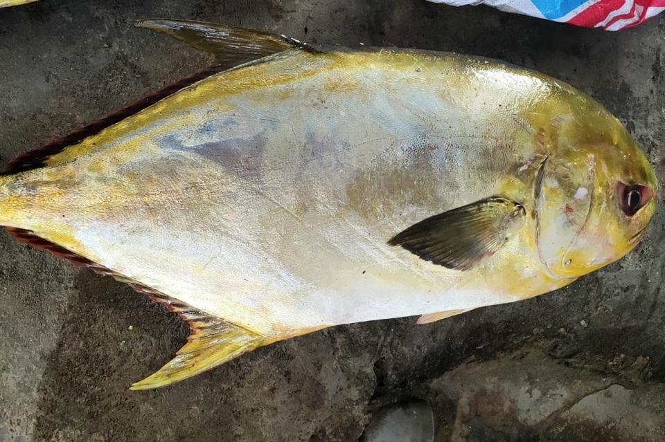 Trúng mẻ vàng cuối năm, mỗi ngư dân thu hơn 40 triệu đồng sau một đêm - 3 Trúng mẻ vàng cuối năm, mỗi ngư dân thu hơn 40 triệu đồng sau một đêm - 3