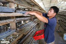 Người đàn ông vực dậy sau 2 lần mất trắng, mỗi năm thu hàng trăm triệu đồng