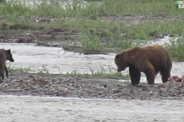 Sói đói liều lĩnh cướp thức ăn của gấu xám Bắc Mỹ