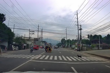 Chú chó thông minh biết sử dụng vạch kẻ để đi bộ sang đường