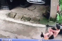 Clip cha lăn xả cứu con gái nhỏ bị chó dữ tấn công khiến dân mạng cảm phục