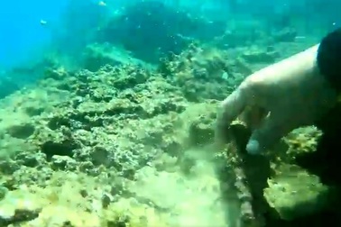 Điều tra việc nhiều rạn san hô chết hàng loạt ở biển Hòn Sẹo Quy Nhơn