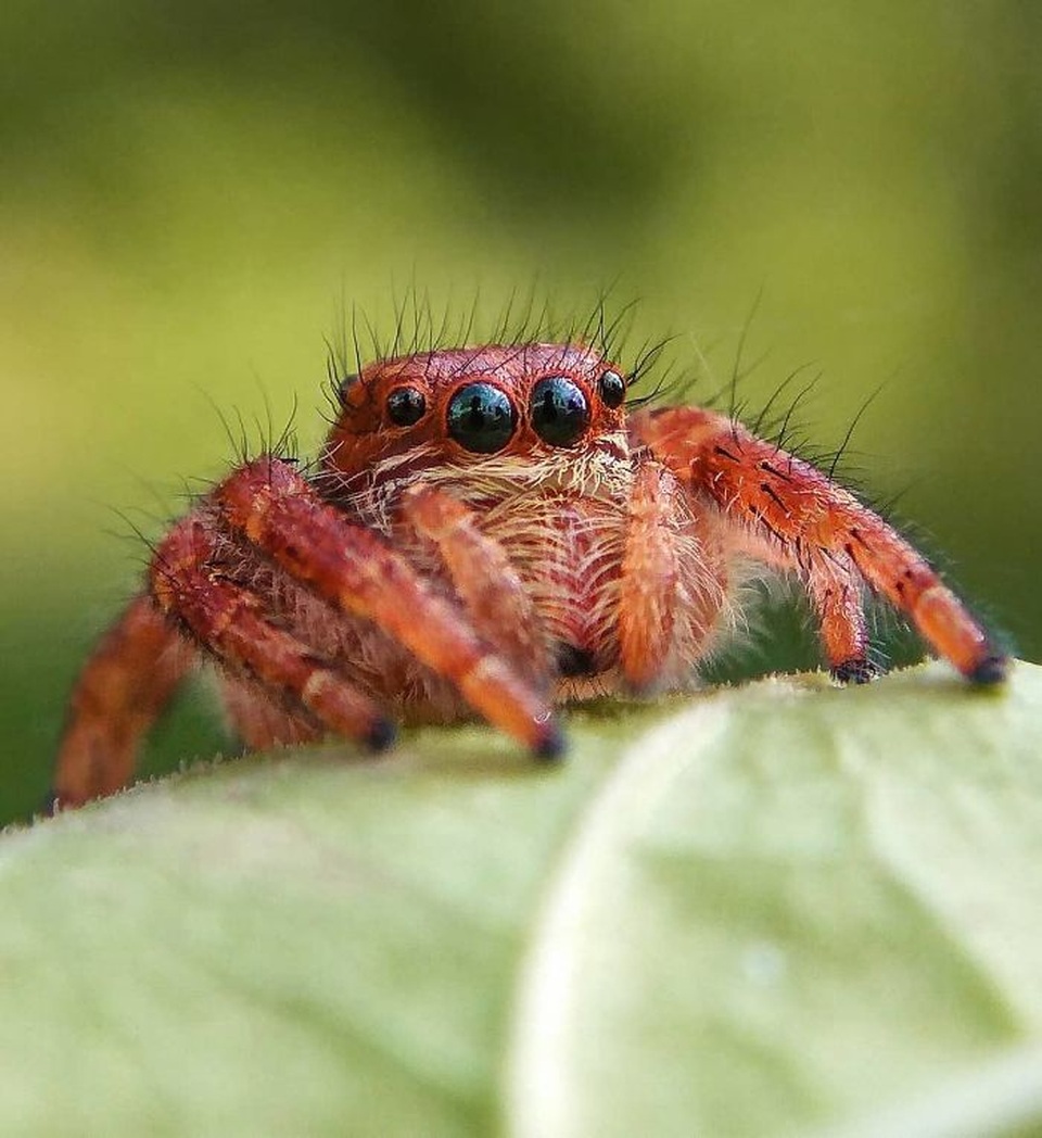 Ngắm bộ ảnh macro đẹp khó tin được thực hiện từ smartphone - 13 Ngắm bộ ảnh macro đẹp khó tin được thực hiện từ smartphone - 13