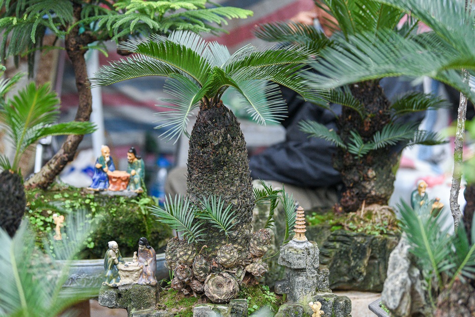 Vạn tuế bonsai mini chơi Tết giá chục triệu đồng ở Hà Nội - 9 Vạn tuế bonsai mini chơi Tết giá chục triệu đồng ở Hà Nội - 9