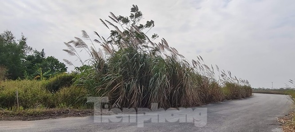 Biệt thự nuôi gà, trồng rau ngoại thành Hà Nội bất ngờ được thổi giá dựng ngược - 19 Biệt thự nuôi gà, trồng rau ngoại thành Hà Nội bất ngờ được thổi giá dựng ngược - 19
