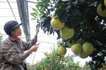 Tận mắt bưởi cảnh “độc nhất Hà Thành” trả trăm triệu không bán!