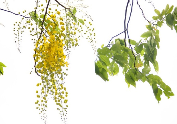 Muồng hoàng yến níu trải dọc bên bờ Hồ Tây, sắc vàng nhuộm nắng gợi nhớ những rung động của mùa hè năm tuổi đôi mươi ấy - Ảnh 4. Muồng hoàng yến níu trải dọc bên bờ Hồ Tây, sắc vàng nhuộm nắng gợi nhớ những rung động của mùa hè năm tuổi đôi mươi ấy - Ảnh 4.