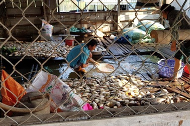 Vớt vát những bè cá chết trắng trên sông