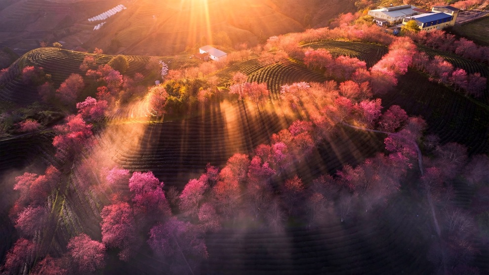 Mùa hoa mai anh đào cuối cùng ở Sa Pa: Khách mua chè ủng hộ để vào chụp ảnh - 1 Mùa hoa mai anh đào cuối cùng ở Sa Pa: Khách mua chè ủng hộ để vào chụp ảnh - 1