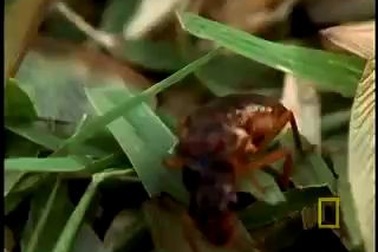 Cầy mangut chiến đấu với cò khổng lồ để bảo vệ đàn con