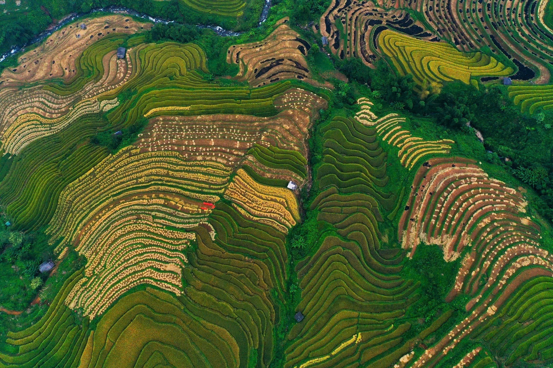 Mùa vàng trên những thửa ruộng bậc thang ở Mù Cang Chải - 7