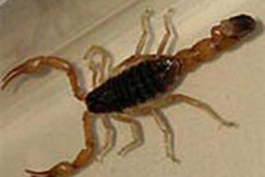 Bọ cạp trốn trong quần bò