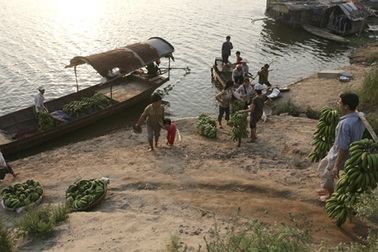 Tất bật chuối xanh trên sông Hồng