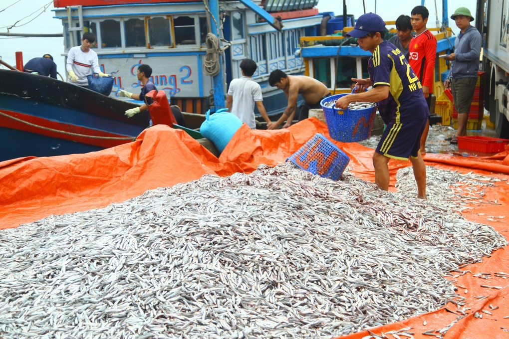 Một đêm đánh bắt được 20 tấn cá, ngư dân thu cả trăm triệu đồng - 3