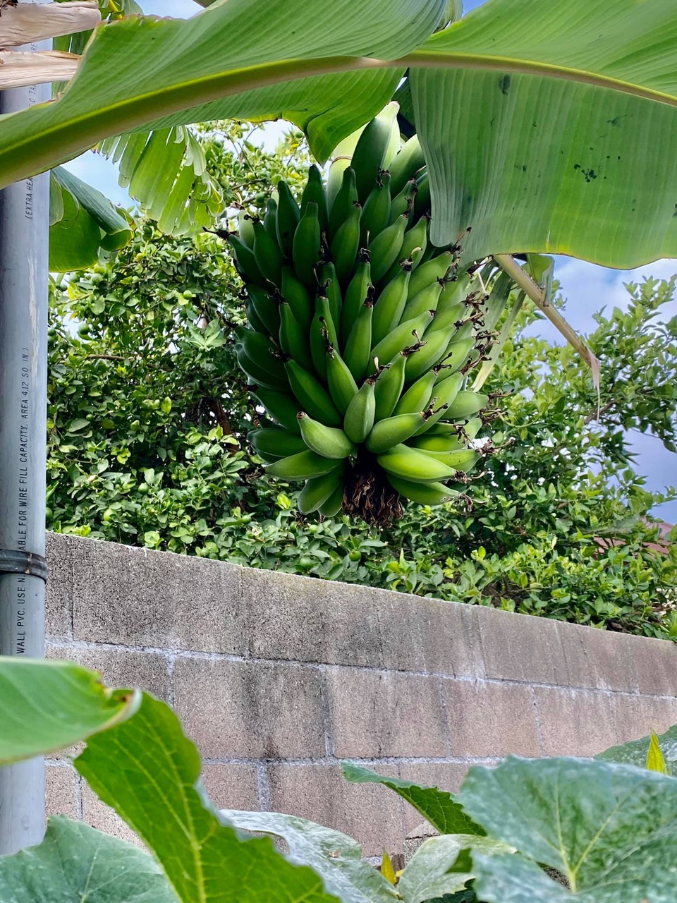 Chiêm ngưỡng nhà vườn 1.000m2 của danh ca Hương Lan và chồng kĩ sư tại Mỹ - 12 Chiêm ngưỡng nhà vườn 1.000m2 của danh ca Hương Lan và chồng kĩ sư tại Mỹ - 12