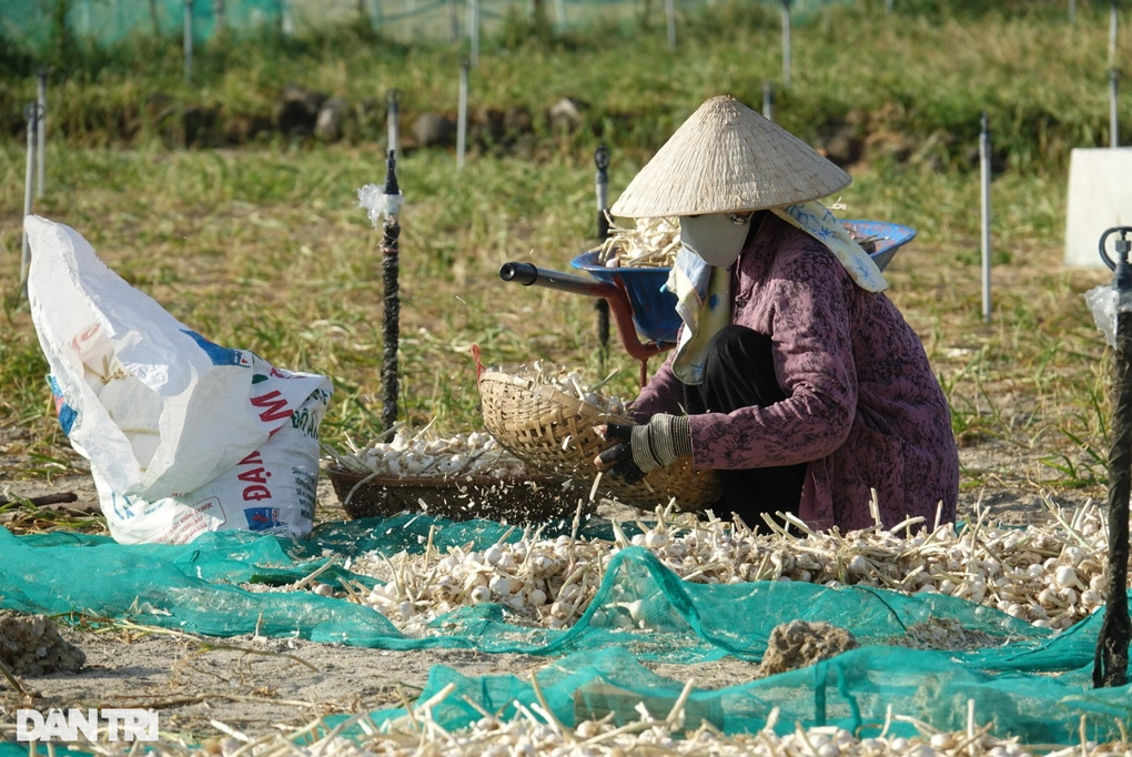 Giá muối Sa Huỳnh đạt đỉnh, giá tỏi Lý Sơn chạm đáy - 2 Giá muối Sa Huỳnh đạt đỉnh, giá tỏi Lý Sơn chạm đáy - 2
