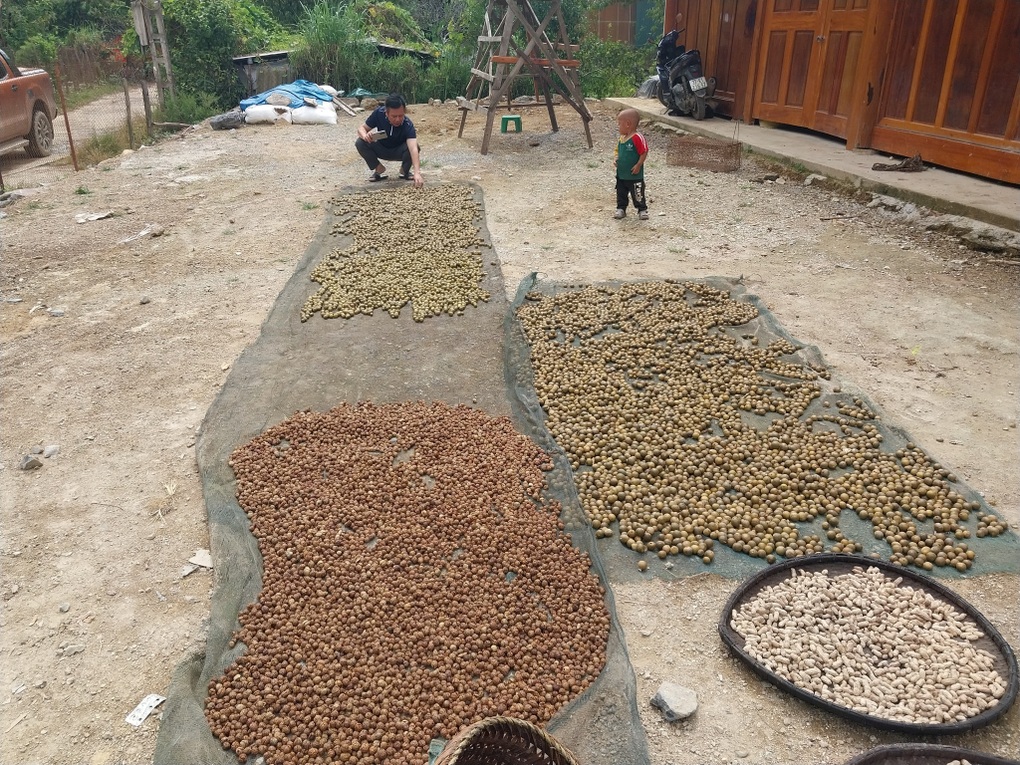 Giảm nghèo nhờ trồng một loại quả tự nhiên trong rừng - 1 Giảm nghèo nhờ trồng một loại quả tự nhiên trong rừng - 1