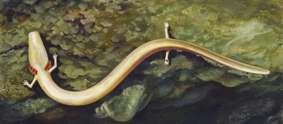 Những loài động vật sống thọ nhất trên thế giới - 7