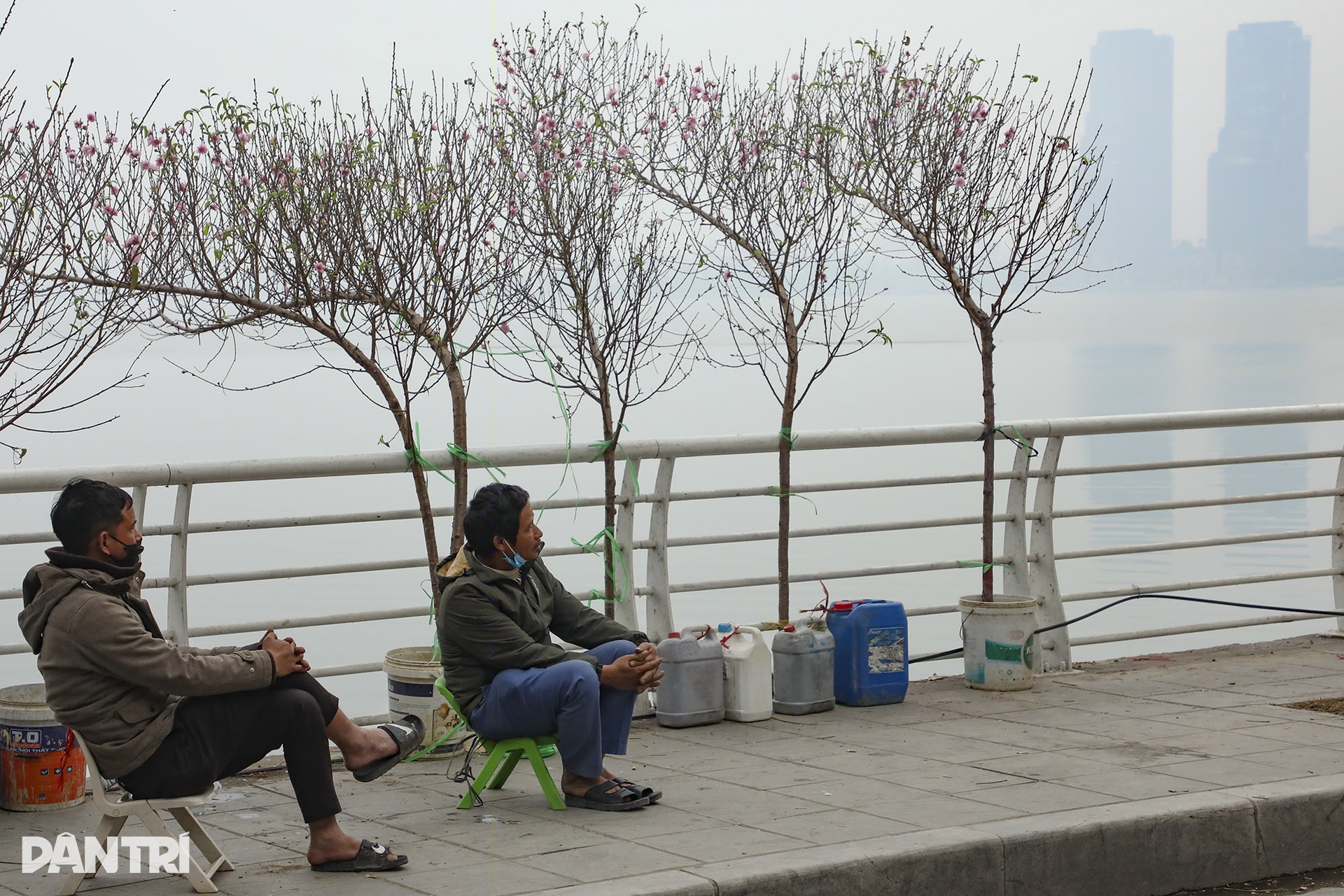 Nhộn nhịp chợ hoa Tết đường Lạc Long Quân - 13 Nhộn nhịp chợ hoa Tết đường Lạc Long Quân - 13