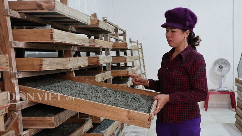 Do Covid-19, nghề nuôi tằm Lâm Đồng lao đao vì cạn trứng giống - 2 Do Covid-19, nghề nuôi tằm Lâm Đồng lao đao vì cạn trứng giống - 2