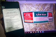 Vụ gần 3.000 tấn giá đỗ ủ chất cấm: Giấy chứng nhận gây hiểu nhầm?