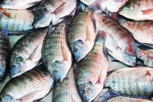 7 loại cá giàu protein tốt cho sức khỏe