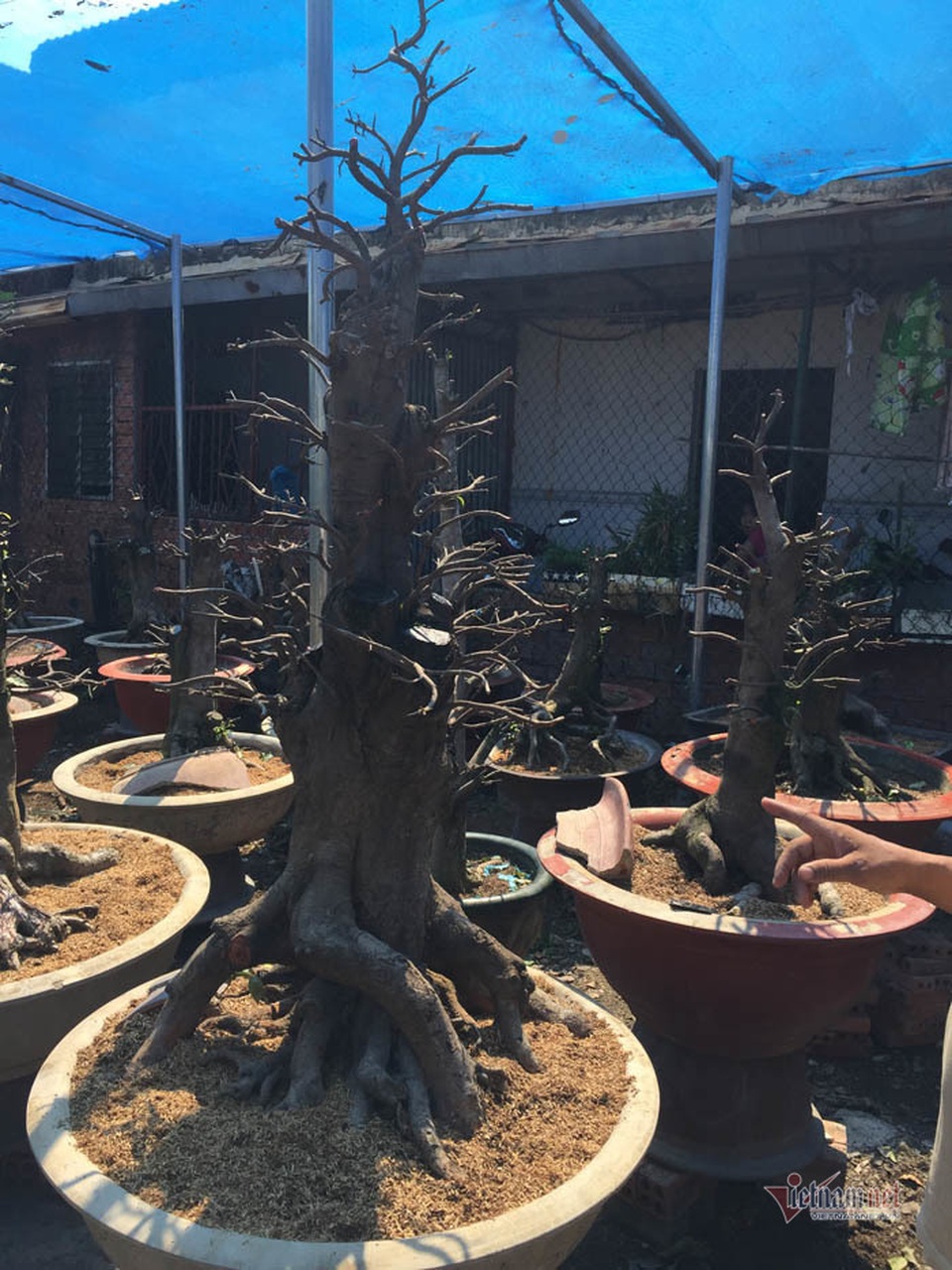 Cây mai 900 triệu đồng của ông chủ ở Sài Gòn - 3