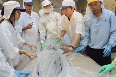 Chuyện dài về con cá Ngừ