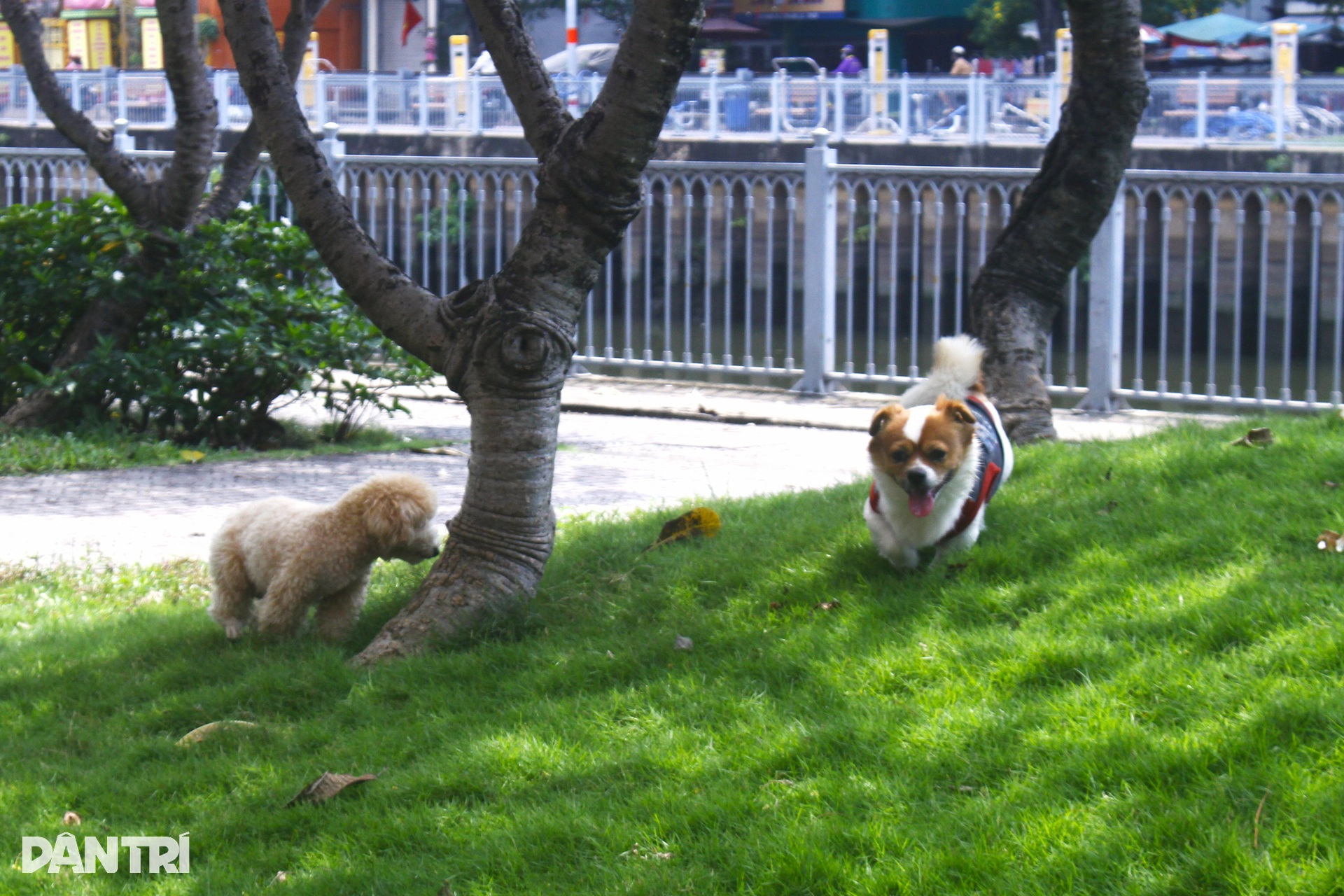 Nỗi ám ảnh từ chó không rọ mõm, phóng uế bừa bãi ở TPHCM - 7