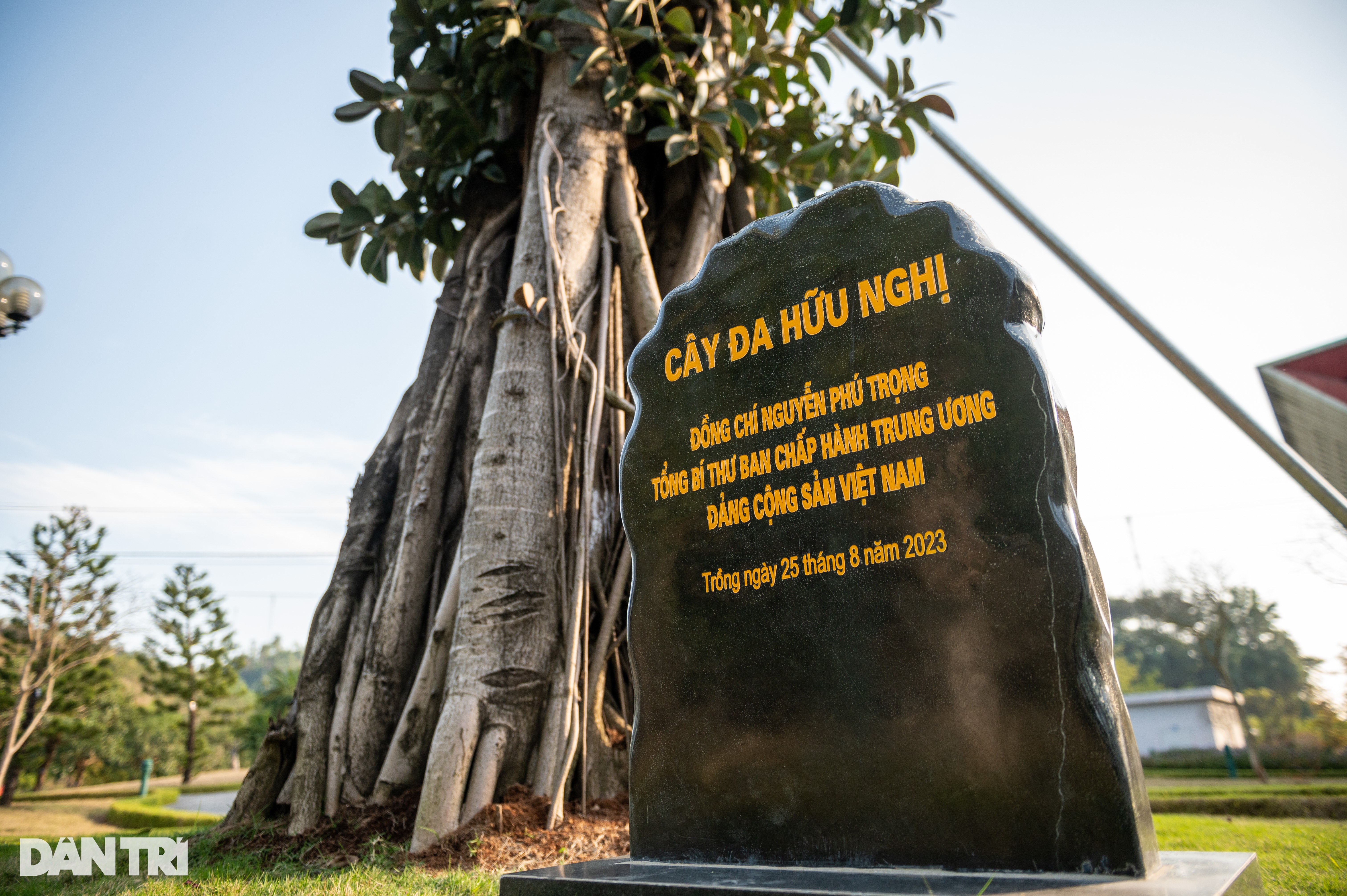 Cây đa đặc biệt trong khuôn viên cửa khẩu Hữu Nghị Việt - Trung - 2 Cây đa đặc biệt trong khuôn viên cửa khẩu Hữu Nghị Việt - Trung - 2