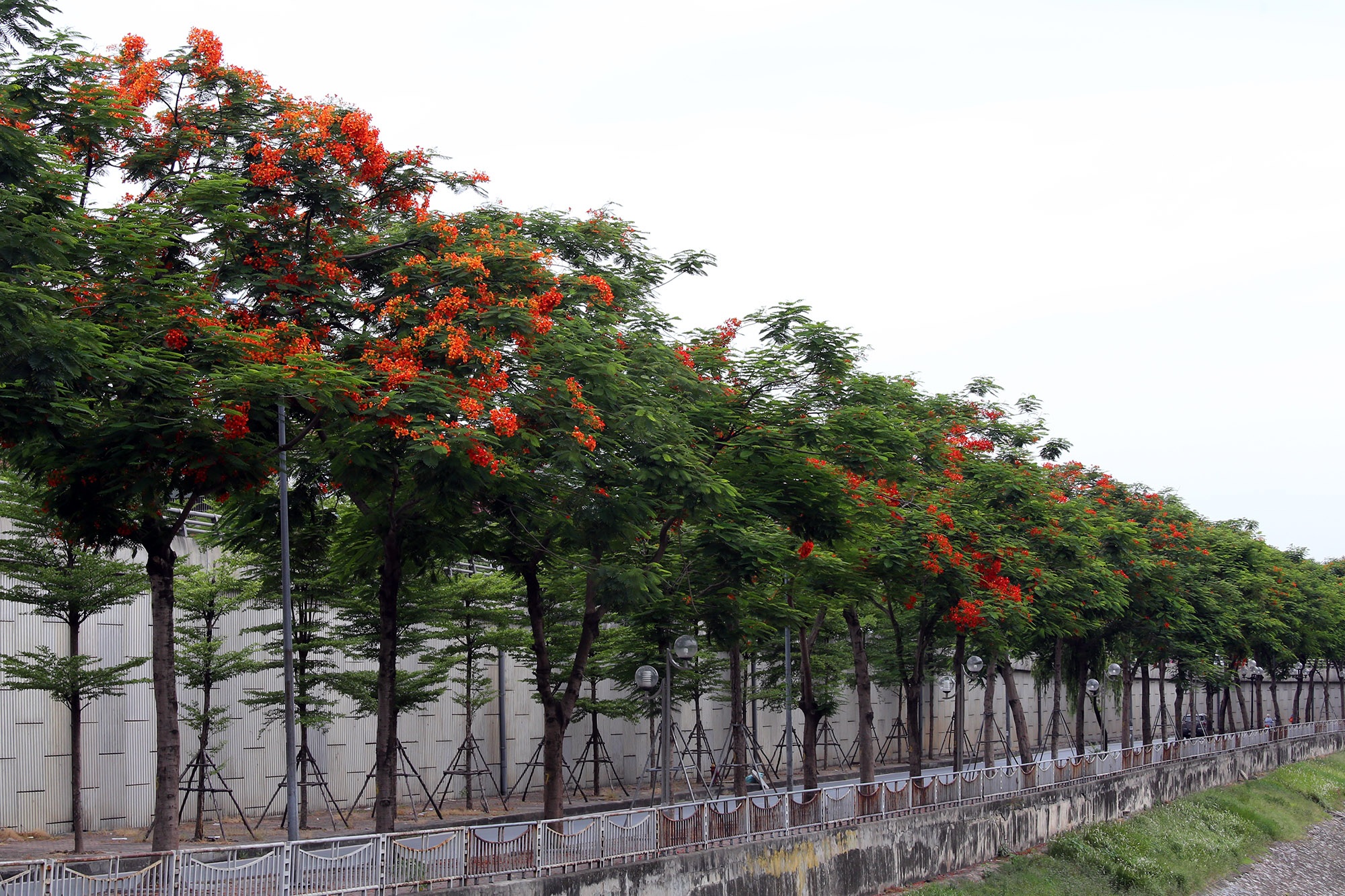 Hà Nội đẹp rực rỡ với dải phượng vĩ dài 8km - 13 Hà Nội đẹp rực rỡ với dải phượng vĩ dài 8km - 13
