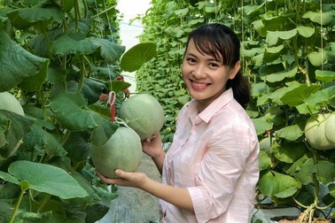 Thạc sĩ nghỉ việc ở cơ quan nhà nước về dọn vườn trồng dưa lưới sạch