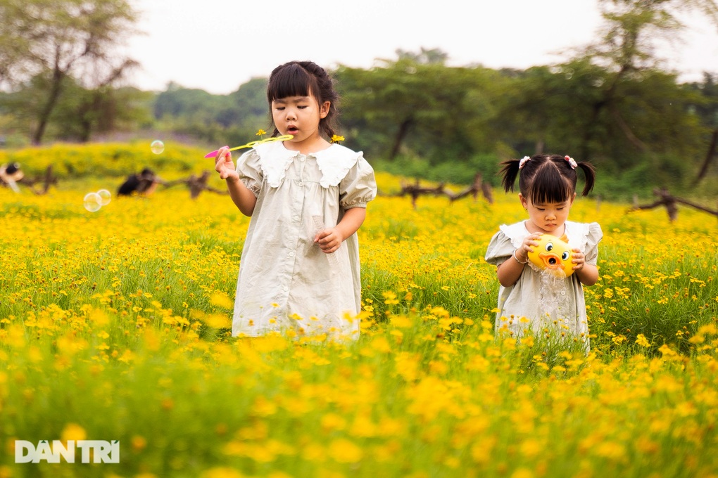Lạc vào cánh đồng hoa vàng óng như trời Tây ở Hà Nội - 6 Lạc vào cánh đồng hoa vàng óng như trời Tây ở Hà Nội - 6