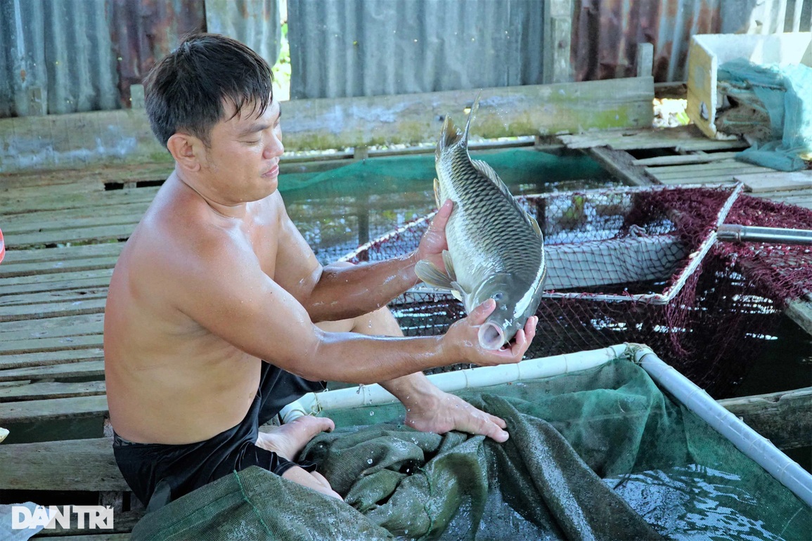Cho cá chép ăn đồ nhập ngoại để vỗ giòn, lão nông thu lãi 2 tỷ đồng/năm - 4 Cho cá chép ăn đồ nhập ngoại để vỗ giòn, lão nông thu lãi 2 tỷ đồng/năm - 4