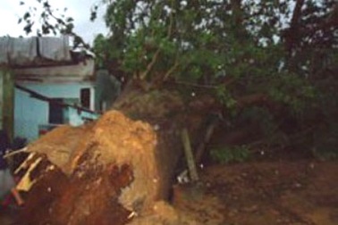 Gần 10 học sinh thoát nạn trong căn nhà bị cây cổ thụ đè sập