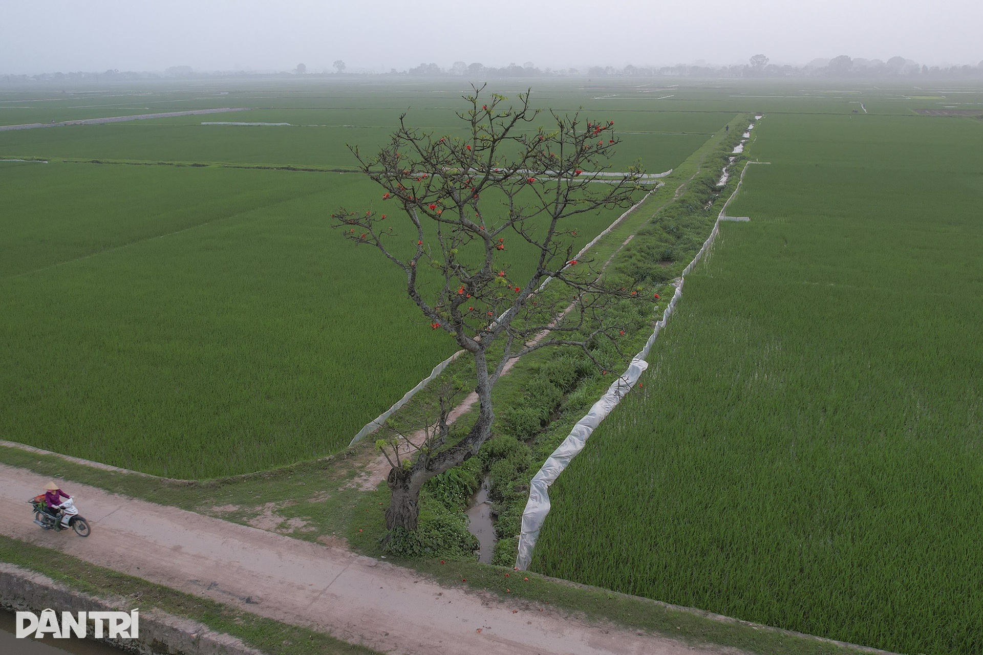 Những cây hoa gạo cô đơn nổi bật trên đồng ruộng xanh mùa hoa nở - 2 Những cây hoa gạo cô đơn nổi bật trên đồng ruộng xanh mùa hoa nở - 2
