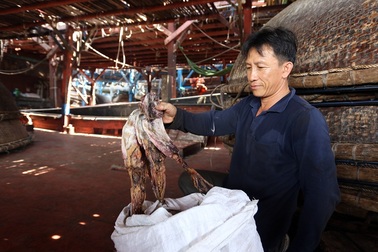 Trung Quốc ngừng mua, 1.000 tấn mực lưu kho: Quảng Nam đề nghị hỗ trợ