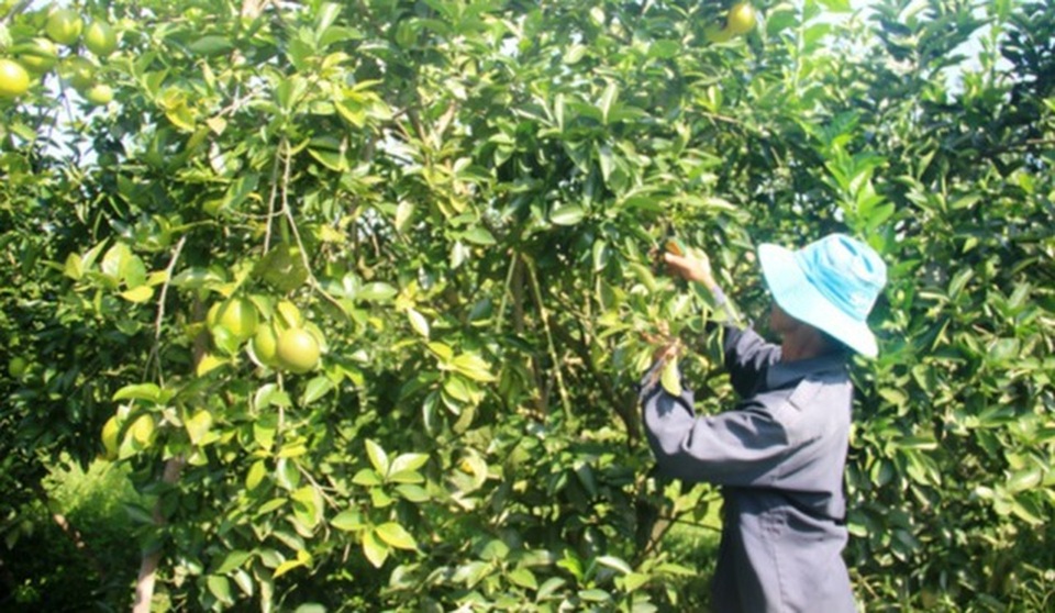 Trên 80% lao động sau đào tạo được giải quyết việc làm, thu nhập ổn định - 2 Trên 80% lao động sau đào tạo được giải quyết việc làm, thu nhập ổn định - 2